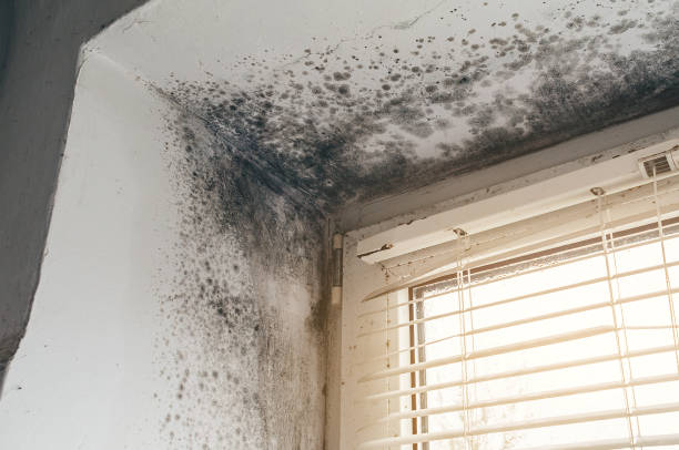Affordable Basement Mold Remediation solutions in Washington Crossing, PA
